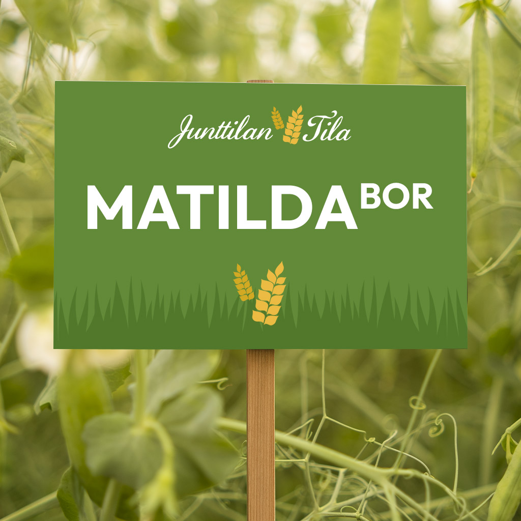 Matilda BOR herne
